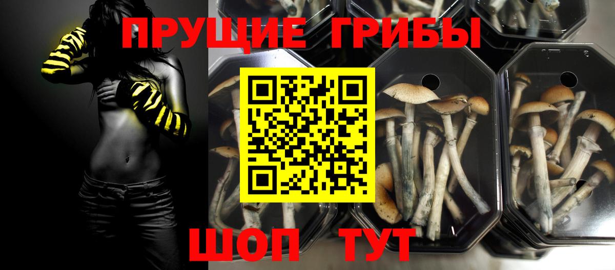 Псилоцибиновые грибы Magic Shrooms  Вход с VPN  Курчатов  Галлюциногенные грибы GOLDEN TEACHER 